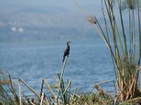 Cormoran africain - Phalacrocorax africanus