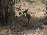 Dik-dik de Kirt - Madoqua kirk