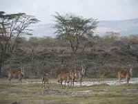 Eland du Cap - Taurotragus oryx