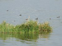 Foulque caronculée - Fulica cristata