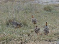 Francolin coqui - Peliperdix coqui