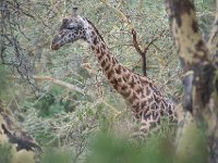 Girafe Masaï - Giraffa camelopardalis tippelskirchi