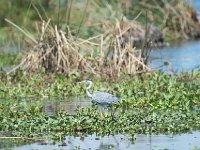 Héron cendré - Ardea cinerea