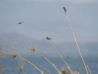 Hirondelle rustique - Hirundo rustica