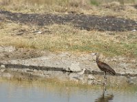 Ibis falcinelle - Plegadis falcinellus