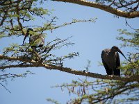 Ibis hagedash - Bostrychia hagedash