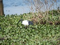 Ibis sacré - Threskiornis aethiopicus