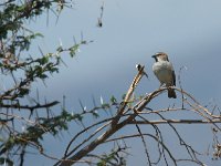 Moineau roux - Passer rufocinctus