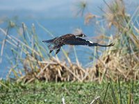 Oie-armée de Gambie - Plectropterus gambensis