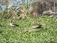 Ouette d'Egypte - Alopochen aegyptiaca