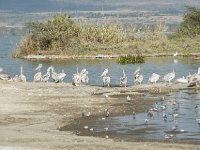 Pélican blanc - Pelecanus onocrotalus