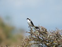 Pie-grièche à dos gris - Lanius excubitoroides