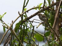 Serin strié - Serinus striolatus