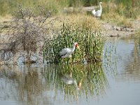 Tantale ibis - Mycteria ibis