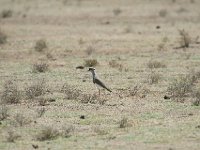 Vanneau couronné - Vanellus coronatus