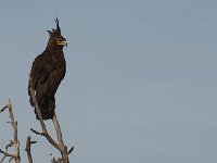 Aigle Huppard - Lophaetus occipitalis