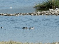 Canard du Cap - Anas capensis
