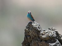 Cordonbleu à joues rouges - Uraeginthus bengalus