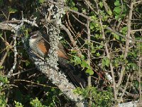 Coucal à sourcils blancs - Centropus superciliosus