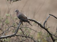 Tourterelle maillée - Streptopelia senegalensis