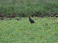 Crabier à ventre roux - Ardeola rufiventris