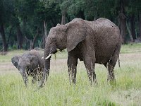 Elephant de savane d'Afrique - Loxodonta africana