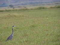 Héron mélanocéphale - Ardea melanocephala - Kenya 2013