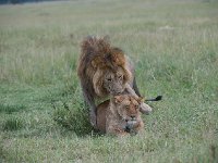 Lion accouplement