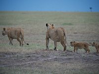 Lions en balade