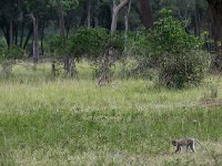 Vervet bleu - Chlorocebus pygerythrus