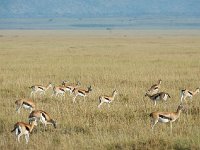 Gazelle de Thomson - Eudorcas thomsonii