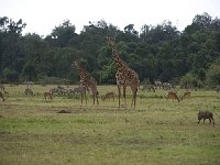 Girafe Masaï - Giraffa camelopardalis tippelskirchi