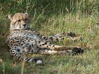 Guépard - Acinonyx jubatus