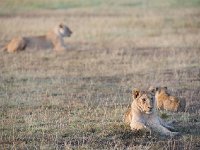 Lion - Panthera leo