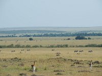 Paysages de savane