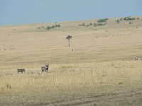 Phacochère commun - Phacochoerus africanus