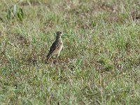 Pipit africain - Anthus cinnamomeus