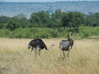 Autruche d'Afrique - Struthio camelus