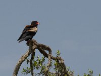 Bateleur des savanes - Terathopius ecaudatus