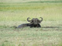 Buffle au bain