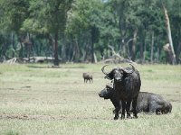 Buffle d'Afrique - Syncerus caffer