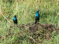 Choucador à oreillons bleus - Lamprotornis chalybaeus