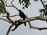 Choucador de ruppell - Lamprotornis purpuropterus