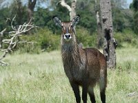 Cobe à croissant - Kobus ellipsiprymnus