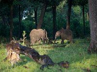 Eléphant de savane d'Afrique - Loxodonta africana