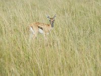 Gazelle de Thomson - Gazella thomsonii