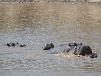 Hippopotame amphibie - Hippopotamus amphibius