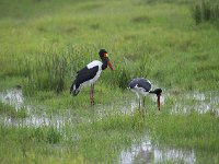 Jabiru d'Afrique - Ephippiorhynchus senegalensis