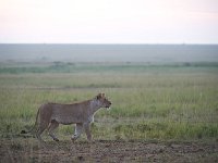 Lion - Panthera leo