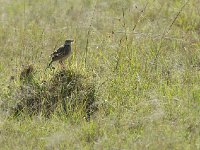 Pipit africain - Anthus cinnamomeus